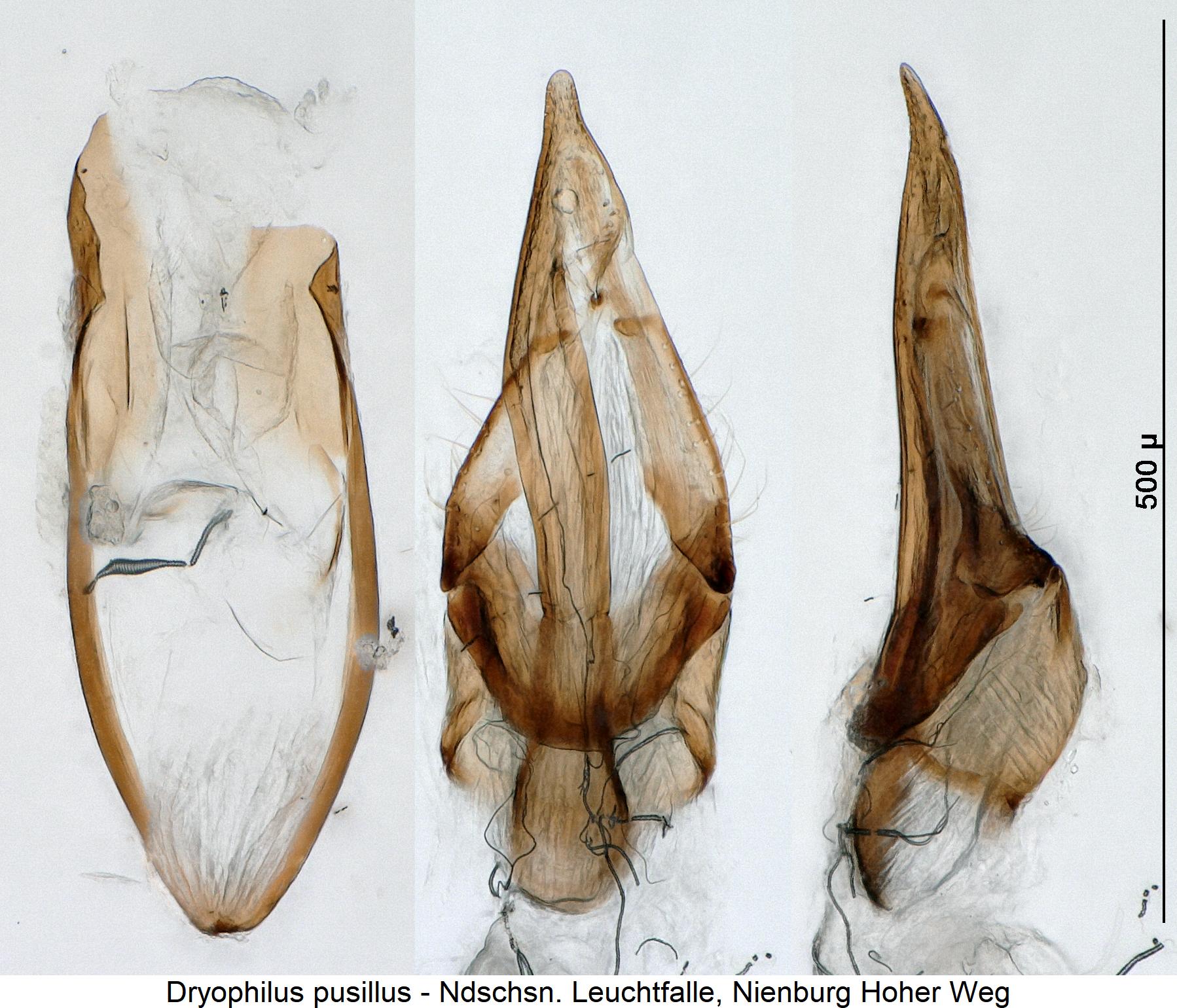dryophilus_pusillus1.jpg