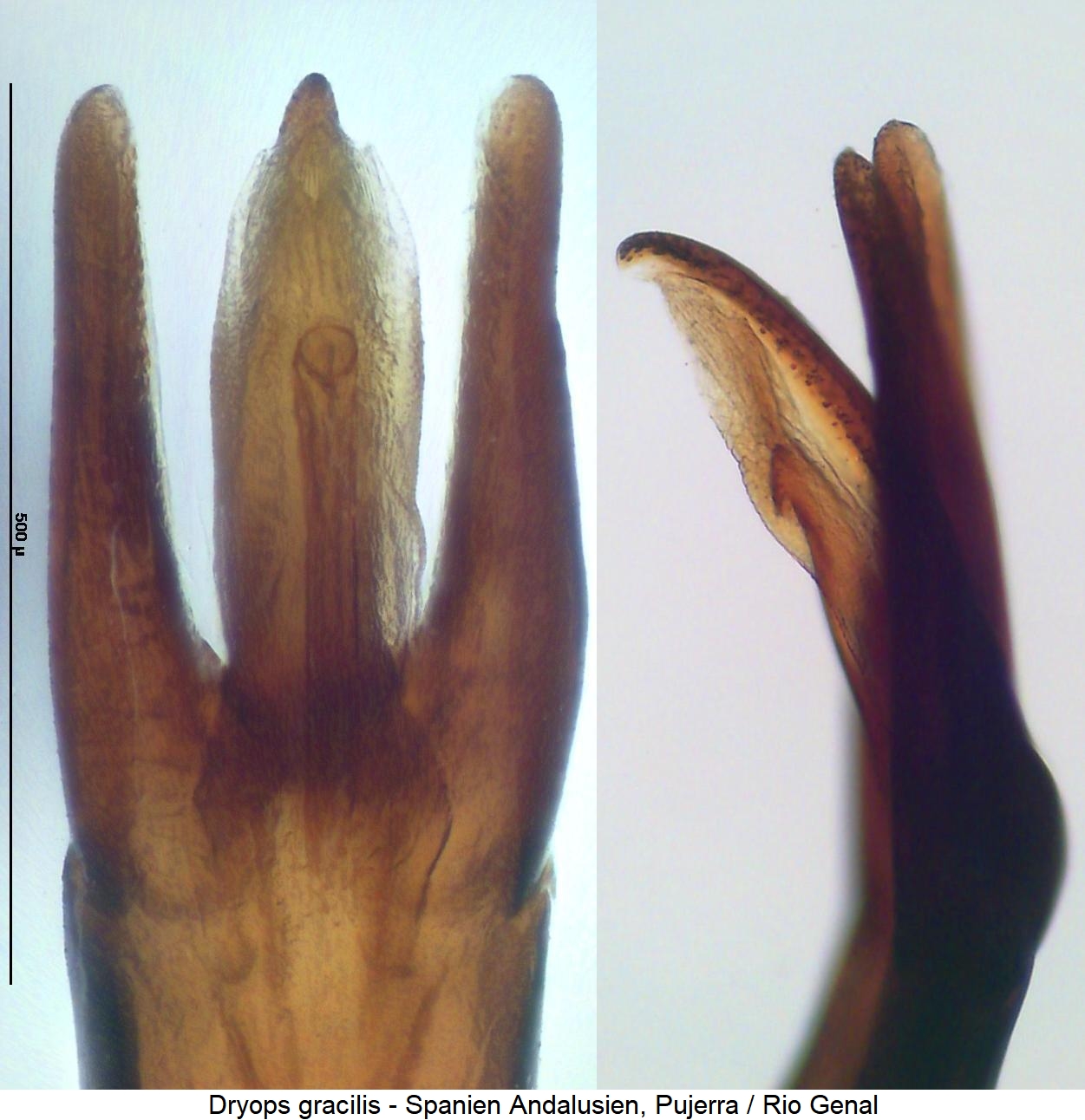 dryops_gracilis.jpg