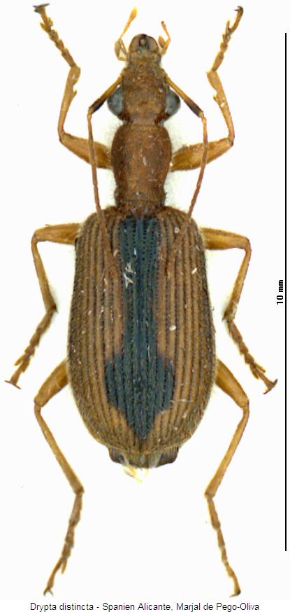 drypta_distincta_hab.jpg
