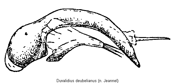 duvalidius_deubelianus.gif