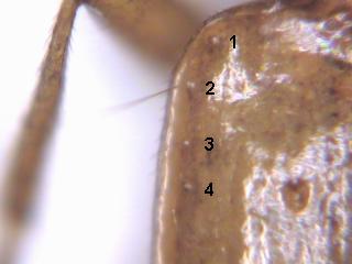 duvaliopsis_umbs.jpg