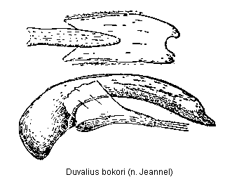 duvalius_bokori.gif