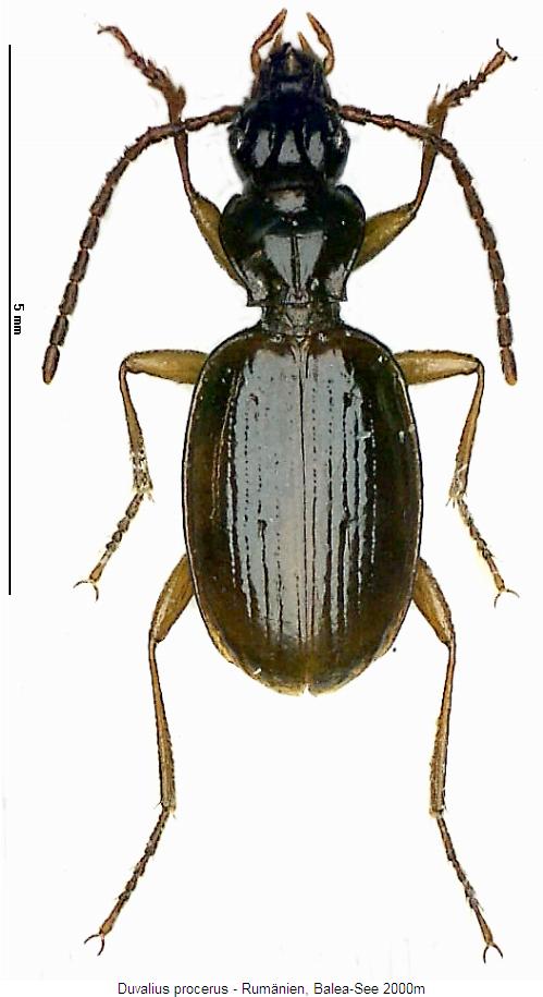duvalius_procerus_hab.jpg