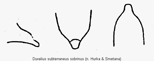 duvalius_sobrinus1.gif