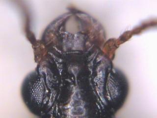 dyschirius_aeneus_k.jpg
