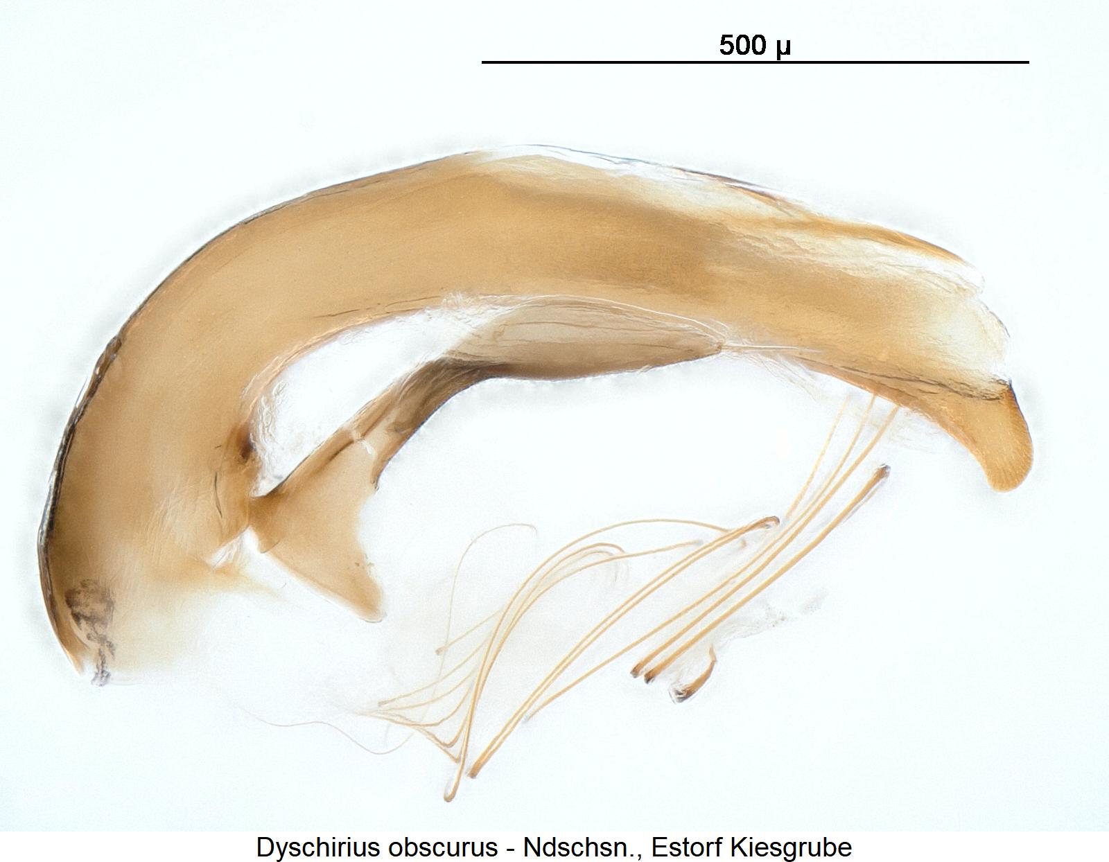 dyschirius_obscurus.jpg