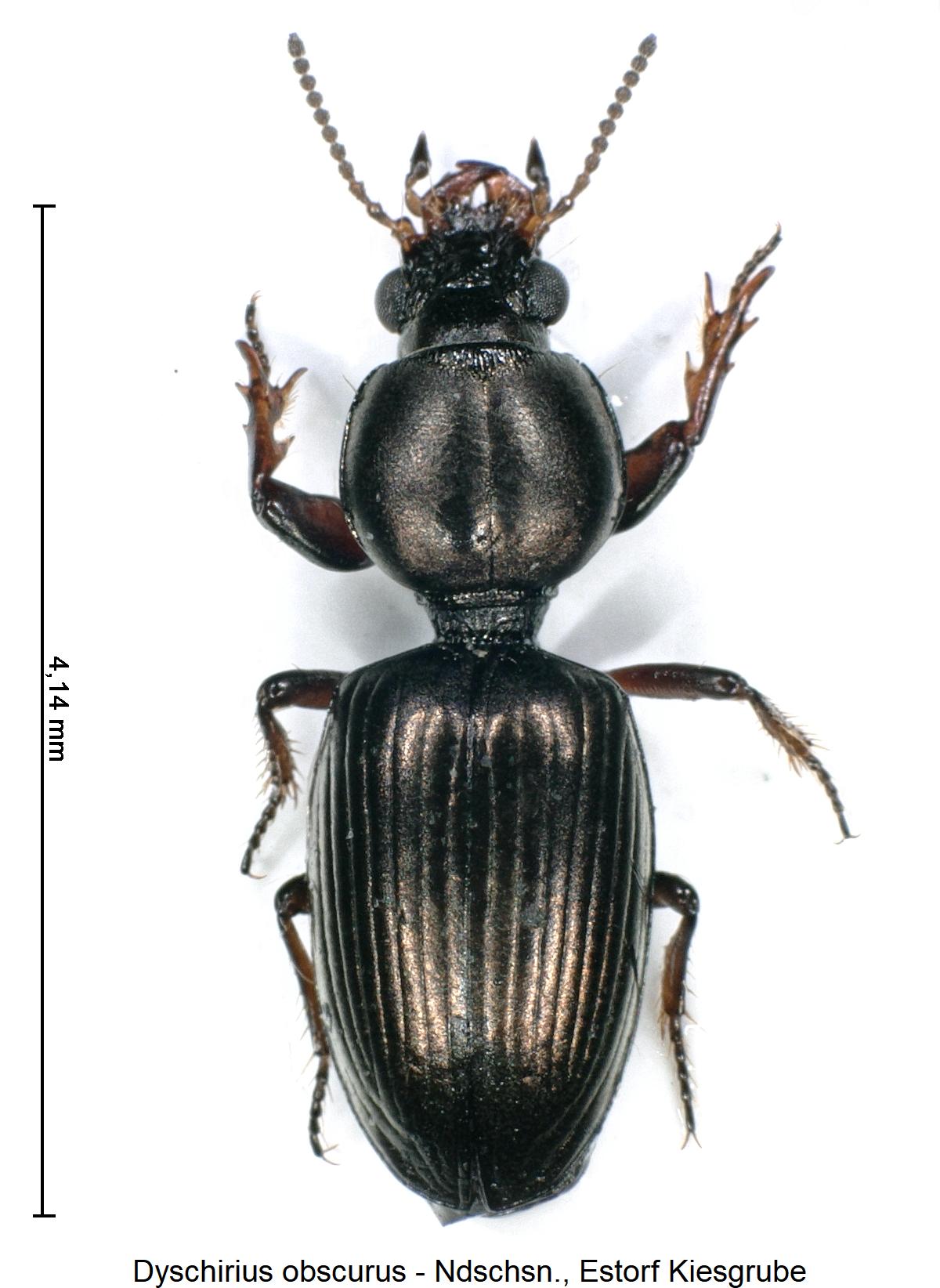 dyschirius_obscurus_hab.jpg