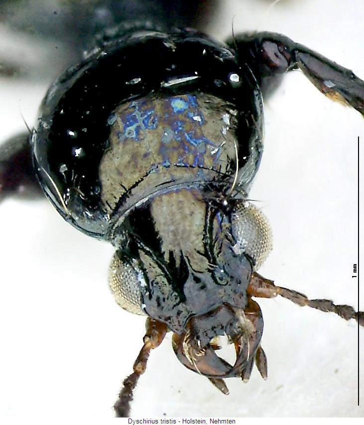dyschirius_tristis_k.jpg