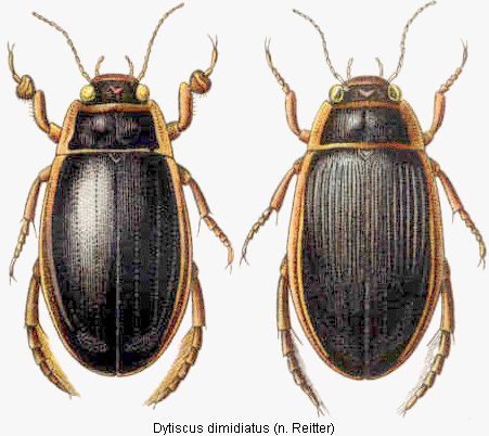 dytiscus_dimidiatus_hab.gif