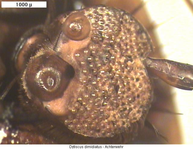 dytiscus_dimidiatus_vtr.jpg