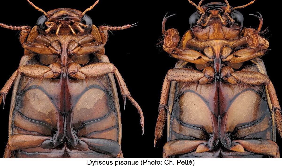 dytiscus_pisanus_us.jpg