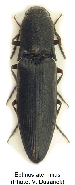 ectinus_aterrimus_hab.jpg