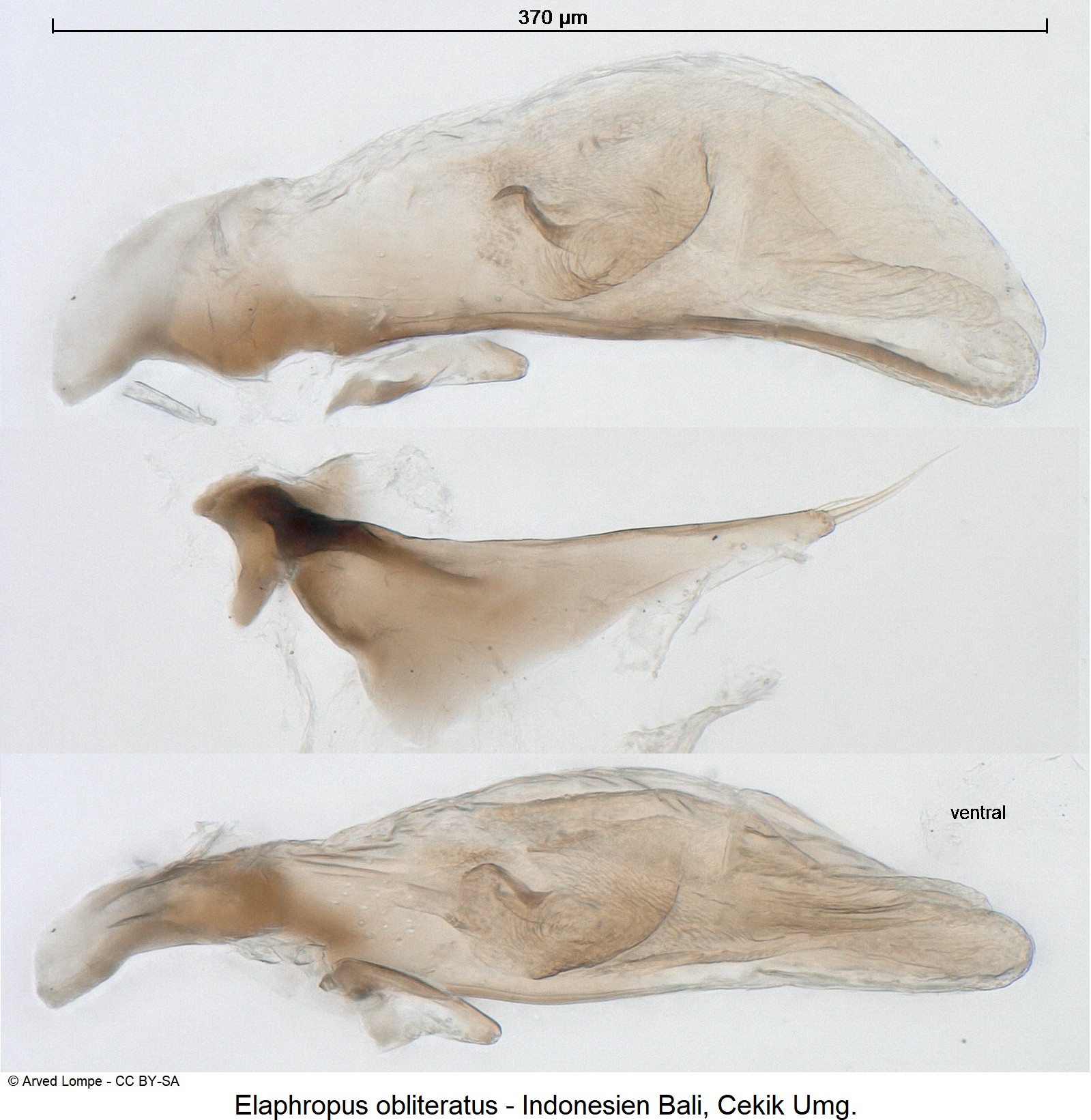 elaphropus_obliteratus.jpg