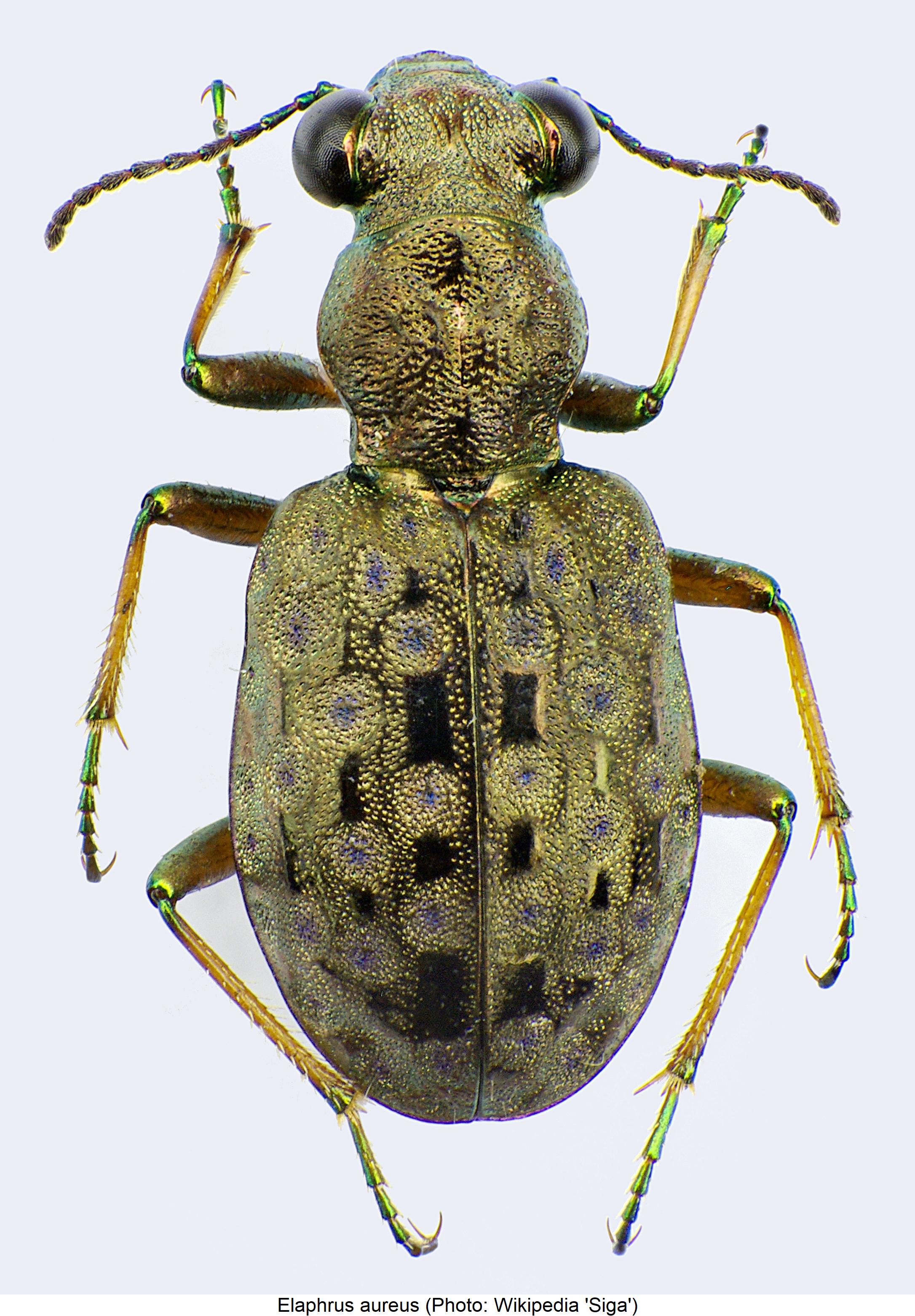 elaphrus_aureus_hab.jpg