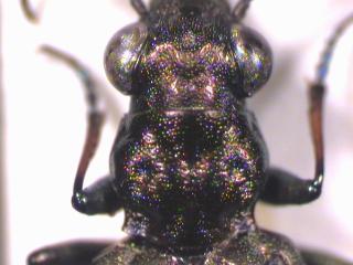 elaphrus_cupreus_hsch.jpg