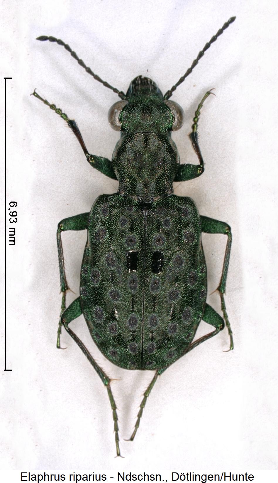 elaphrus_riparius_hab.jpg