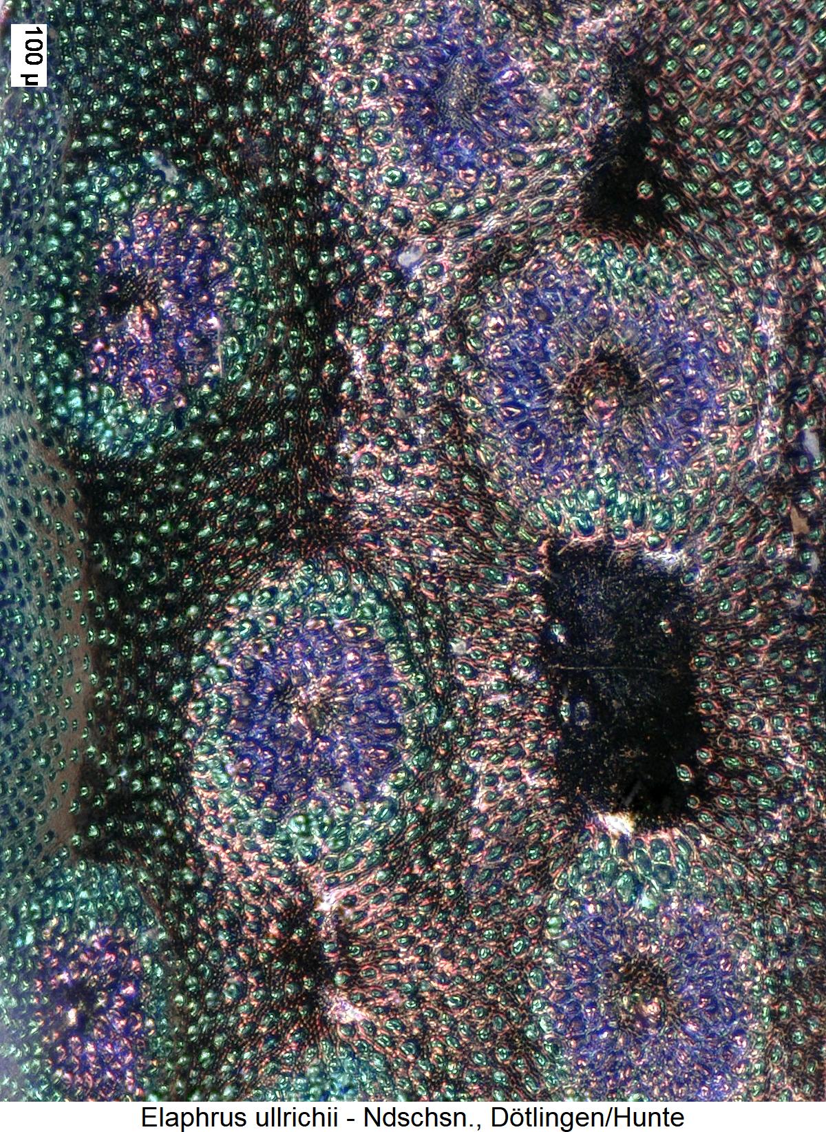 elaphrus_ullrichii_ms.jpg