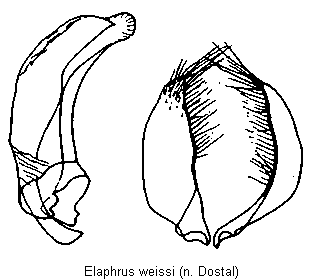 elaphrus_weissi.gif