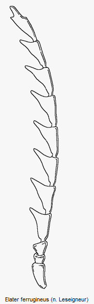 elater_ferrugineus_f.gif