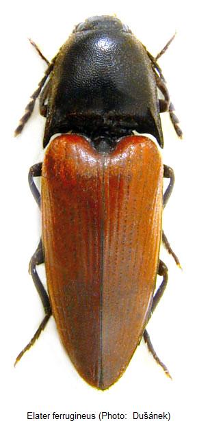 elater_ferrugineus_hab.jpg