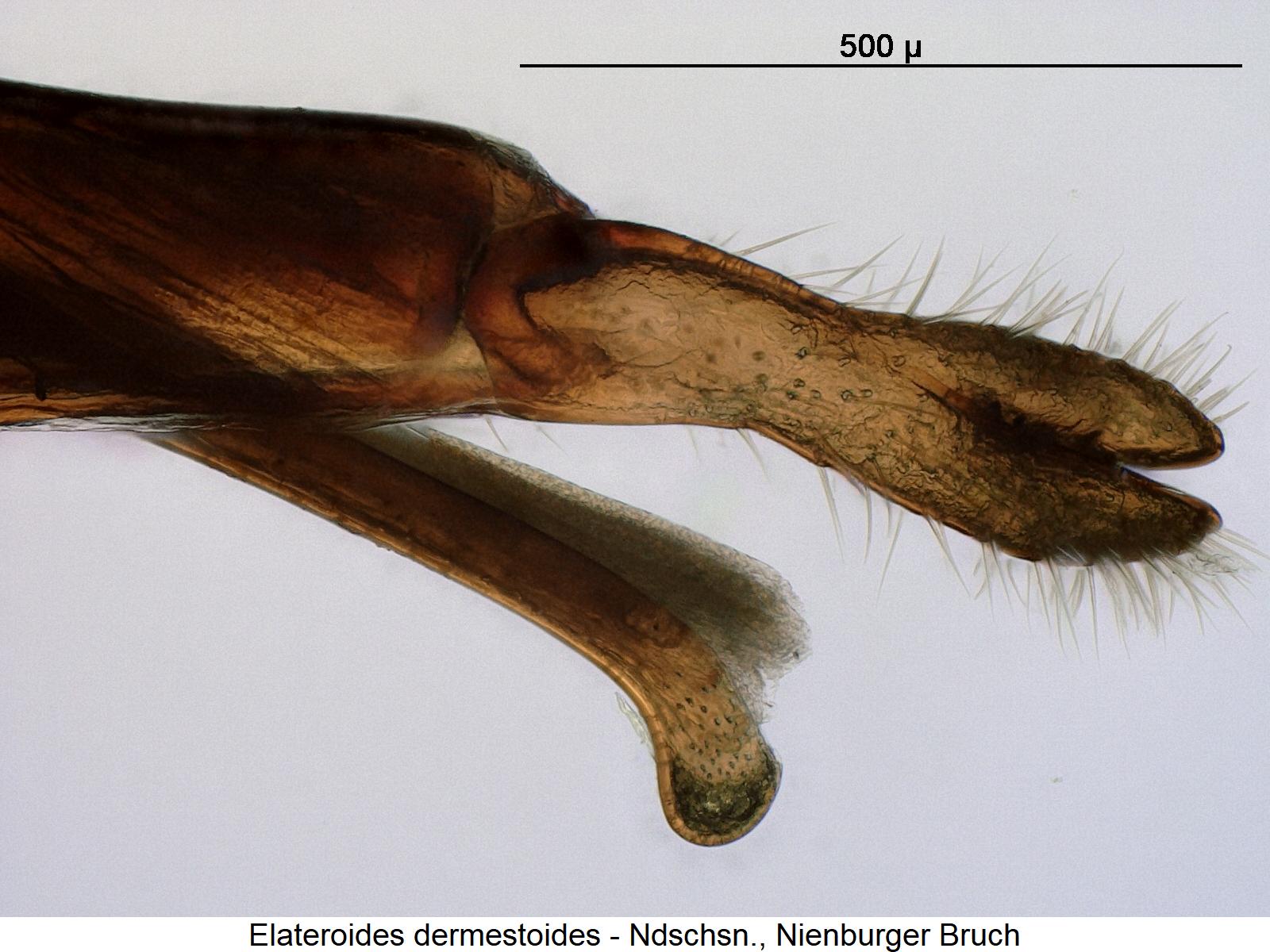 elateroides_dermestoides1.jpg