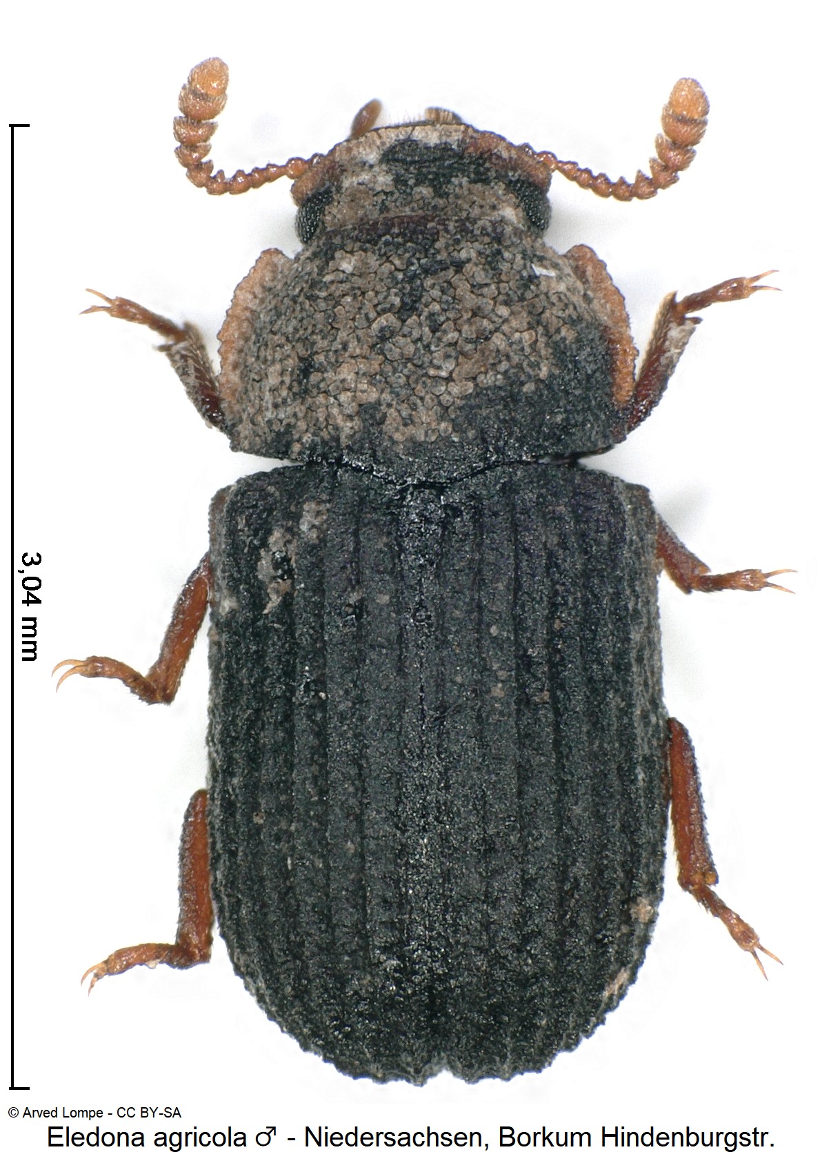 eledona_agricola_m_ck33142033_hab.jpg