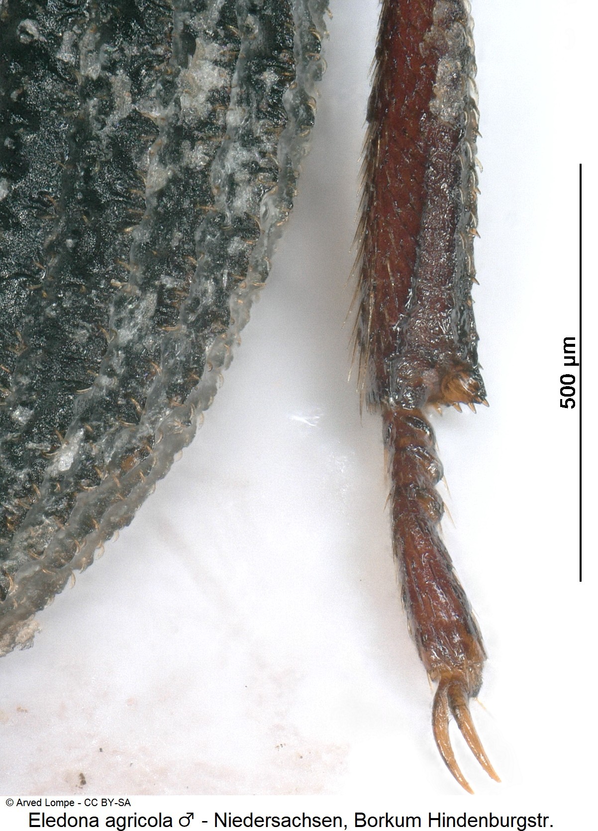 eledona_agricola_m_ck33142033_hschn.jpg