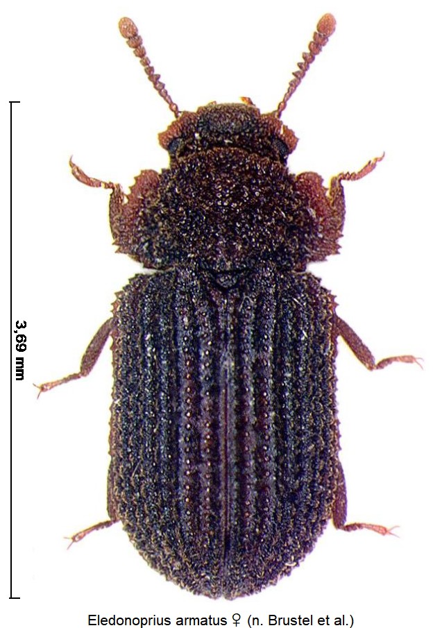eledonoprius_armatus_w_hab.jpg