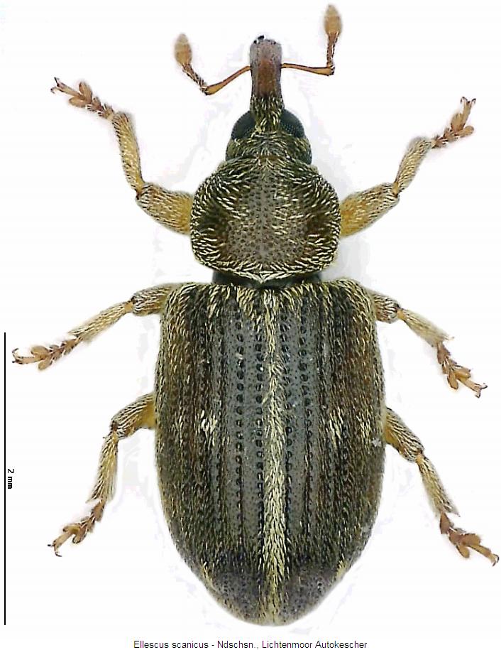 ellescus_scanicus_hab.jpg