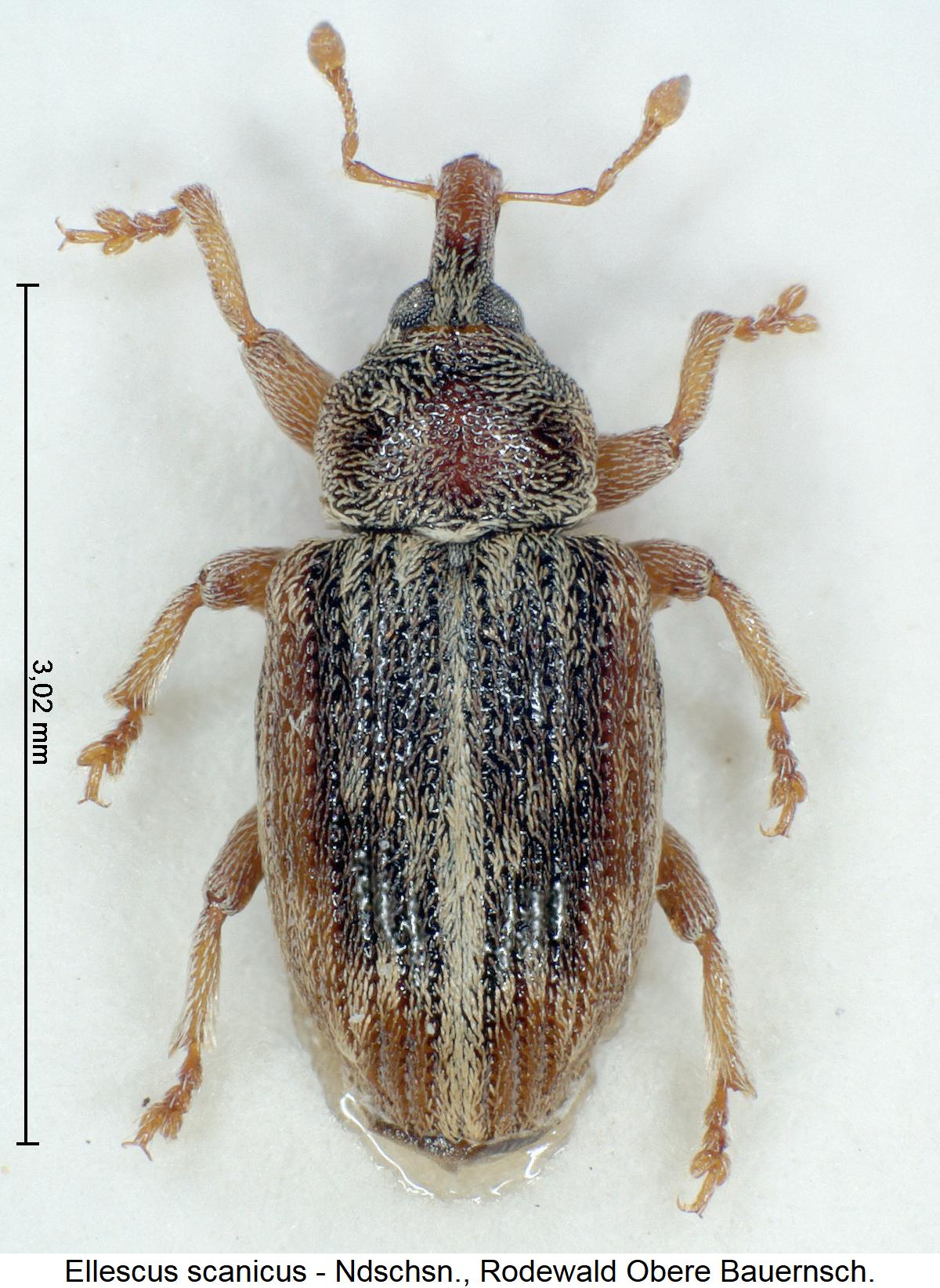 ellescus_scanicus_hab1.jpg