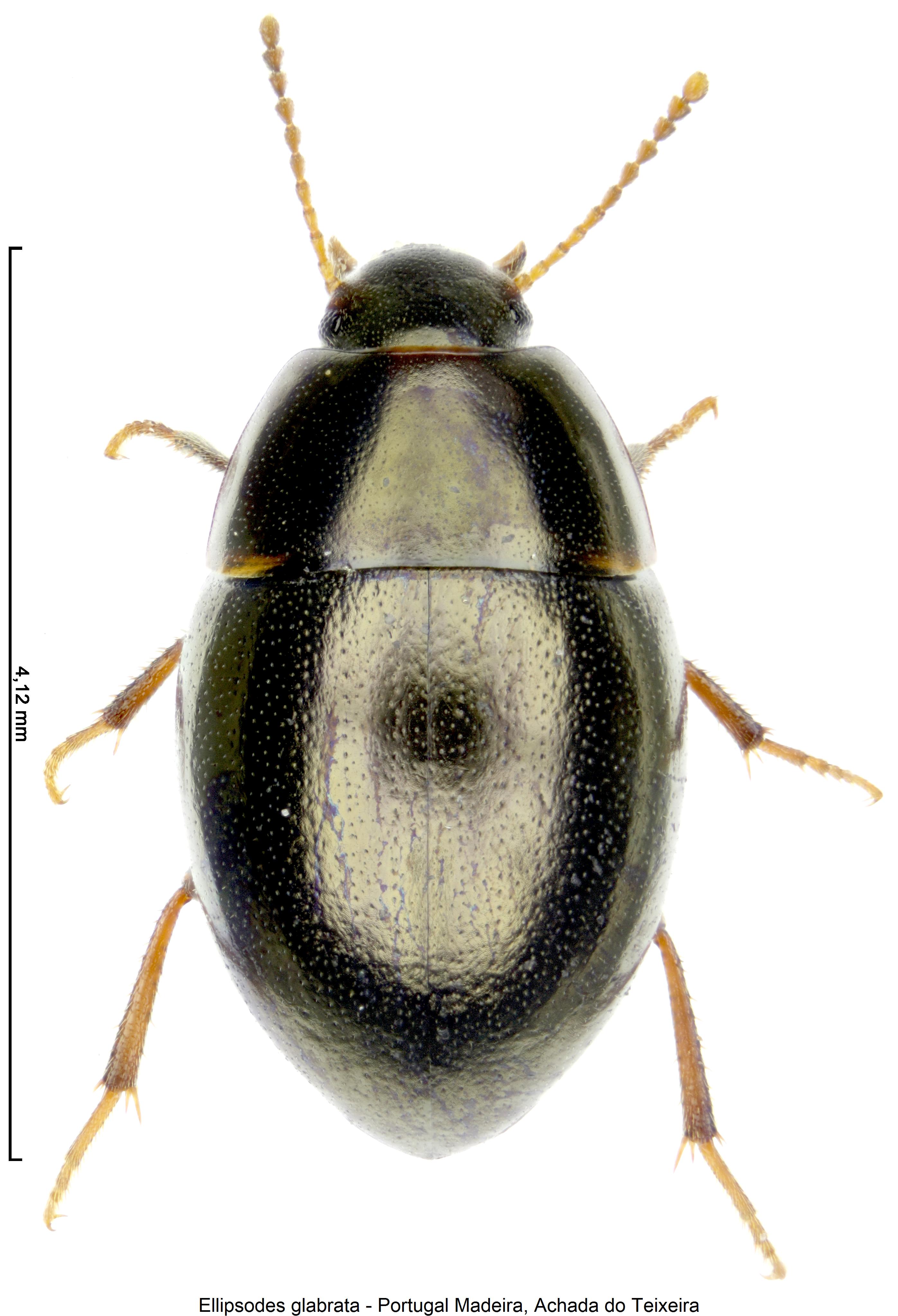 ellipsodes_glabrata_hab.jpg