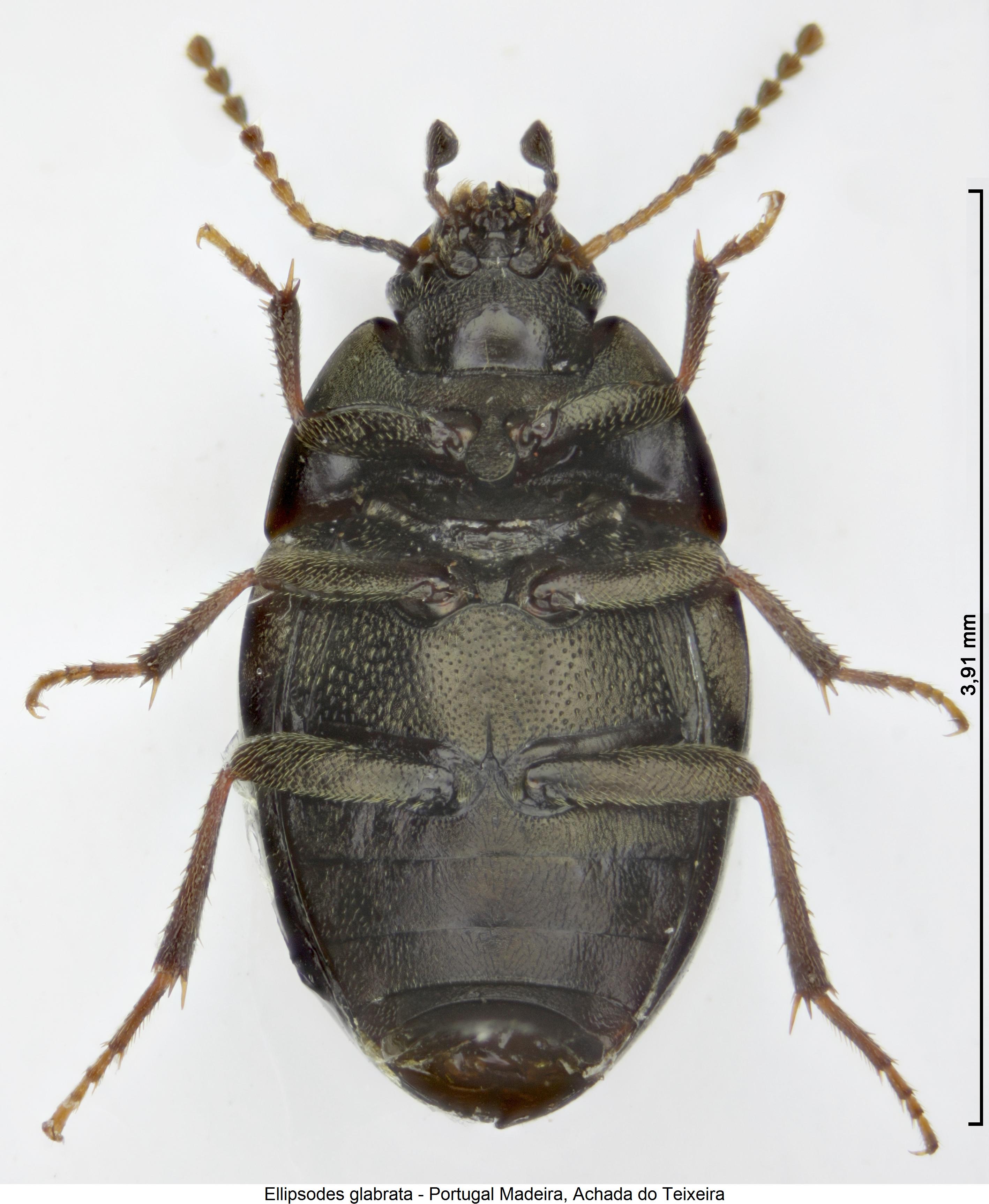 ellipsodes_glabrata_us.jpg