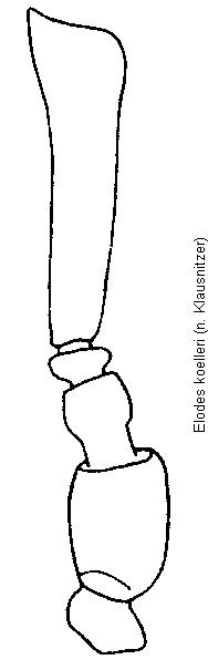elodes_koelleri_f.gif