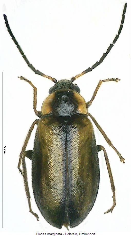 elodes_marginata_hab.jpg