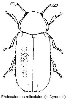 endecatomus_reticulatus_hab.gif