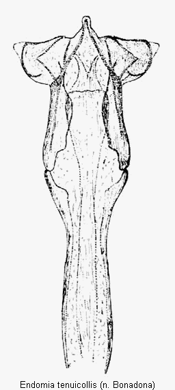 endomia_tenuicollis.gif
