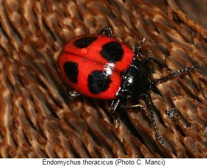 endomychus_thoracicus_hab.jpg