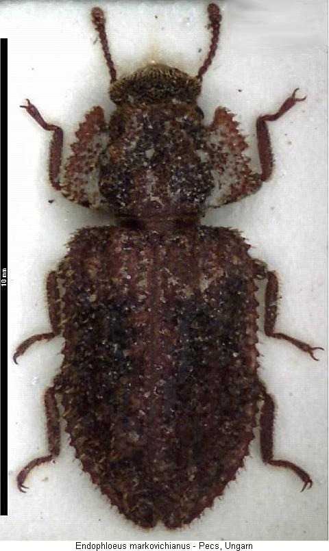 endophloeus_markovichianus_hab.jpg