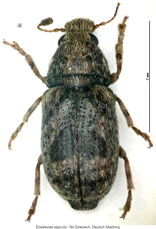 enedreutes_sepicola_hab.jpg
