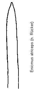 enicmus_atriceps.gif