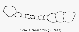 enicmus_brevicornis_f.gif