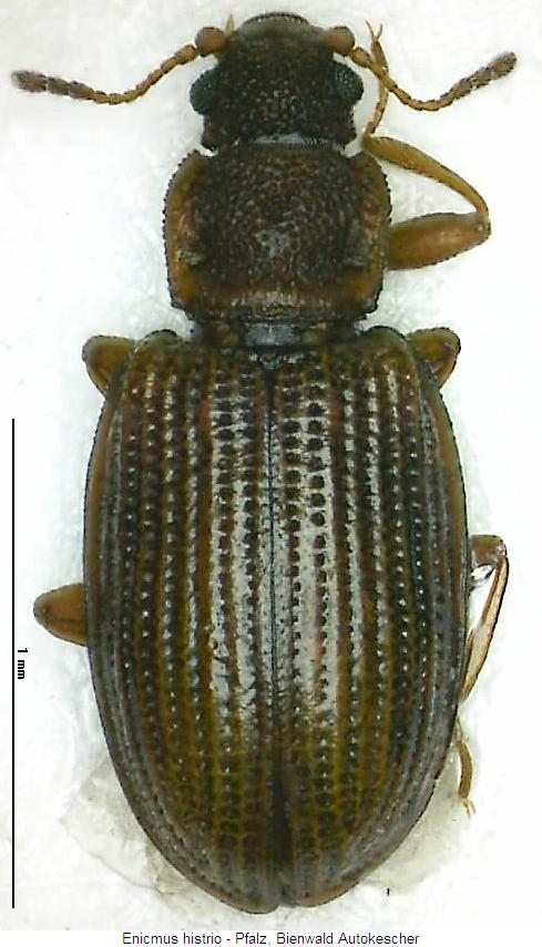 enicmus_histrio_hab.jpg