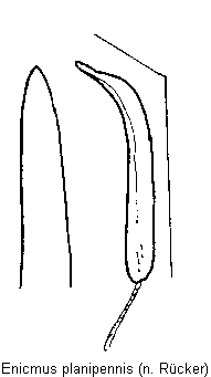 enicmus_planipennis.gif