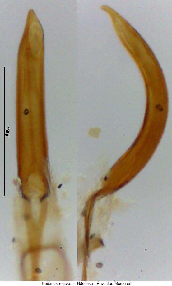 enicmus_rugosus2.jpg