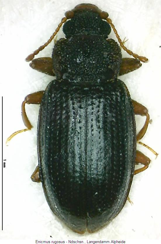 enicmus_rugosus_hab.jpg
