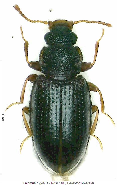 enicmus_rugosus_hab1.jpg