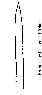 enicmus_testaceus.gif