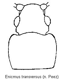 enicmus_transversus_vk.gif
