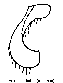 enicopus_hirtus_hschn.gif