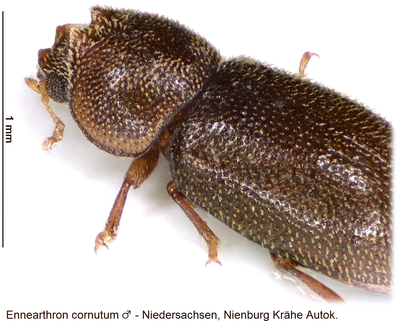 ennearthron_cornutum_m_vk.jpg